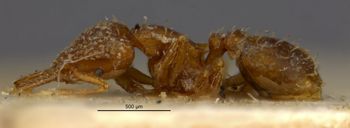 Media type: image;   Entomology 21102 Aspect: habitus lateral view